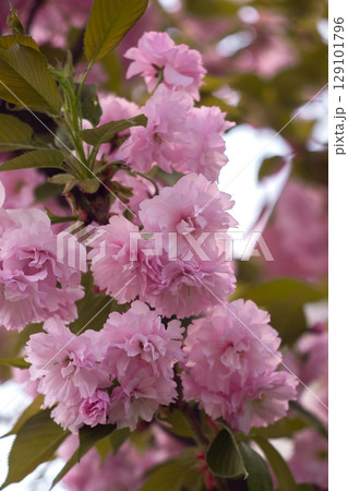 Close-Up of Vibrant Pink Cherry Blossoms Close-Up of Vibrant Pink Cherry Blossoms 129101796