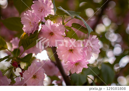 Soft Focus Cherry Blossom Close-Up in Warm Light 129101808