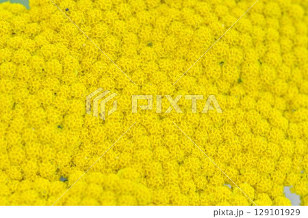 Achillea filipendulina, the yarrow, fernleaf yarrow, milfoil, or nosebleed, is an Asian species of flowering plant in the sunflower family. Top view, macro shot, close-up. A herbaceous perennial, it Achillea filipendulina, the yarrow, fernleaf yarrow, milfoil, or nosebleed, is an Asian species of flowering plant in the sunflower family. Top view, macro shot, close-up. A herbaceous perennial, it 129101929