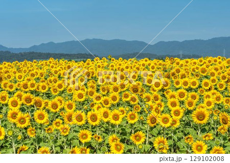 満開のひまわり　宮城県山元町のひまわり畑（2025やまもとひまわり祭り）　宮城県山元町 129102008