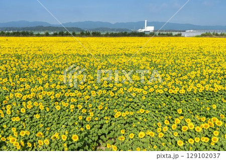 満開のひまわり 宮城県山元町のひまわり畑(2025やまもとひまわり祭り) 宮城県山元町 満開のひまわり 宮城県山元町のひまわり畑(2025やまもとひまわり祭り) 宮城県山元町 129102037