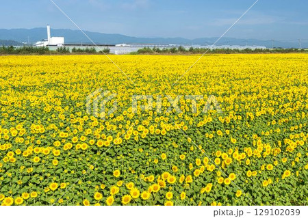 満開のひまわり　宮城県山元町のひまわり畑（2025やまもとひまわり祭り）　宮城県山元町 129102039