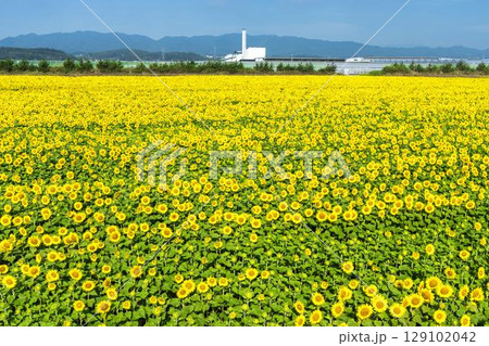 満開のひまわり　宮城県山元町のひまわり畑（2025やまもとひまわり祭り）　宮城県山元町 129102042