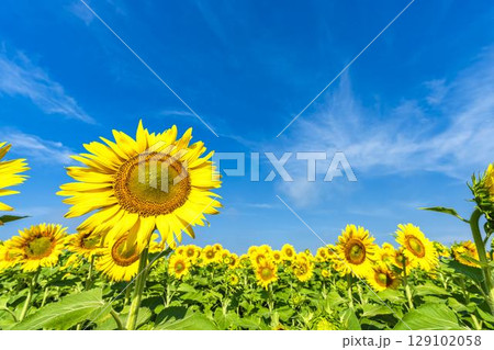 満開のひまわり　宮城県山元町のひまわり畑（2025やまもとひまわり祭り）　宮城県山元町 129102058