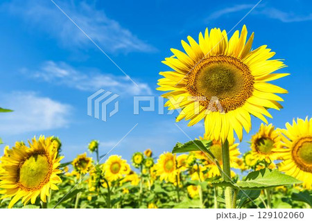満開のひまわり　宮城県山元町のひまわり畑（2025やまもとひまわり祭り）　宮城県山元町 129102060