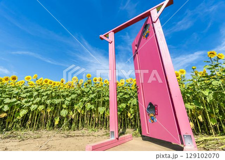 満開のひまわり　宮城県山元町のひまわり畑（2025やまもとひまわり祭り）　宮城県山元町 129102070