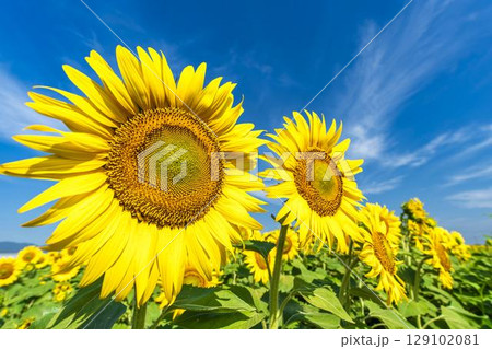 満開のひまわり　宮城県山元町のひまわり畑（2025やまもとひまわり祭り）　宮城県山元町 129102081