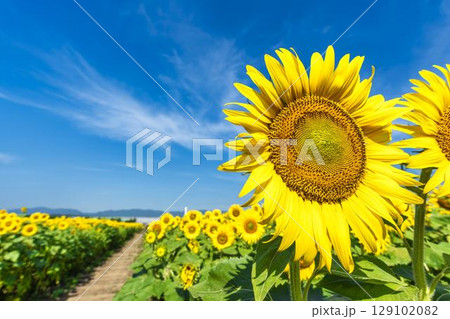 満開のひまわり　宮城県山元町のひまわり畑（2025やまもとひまわり祭り）　宮城県山元町 129102082