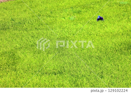 田んぼの稲穂 129102224