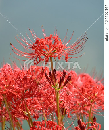 ヒガンバナ(彼岸花/Lycoris radiata) ヒガンバナ(彼岸花/Lycoris radiata) 129102565