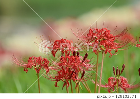 ヒガンバナ(彼岸花／Lycoris radiata) 129102571