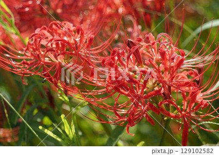 ヒガンバナ(彼岸花/Lycoris radiata) ヒガンバナ(彼岸花/Lycoris radiata) 129102582