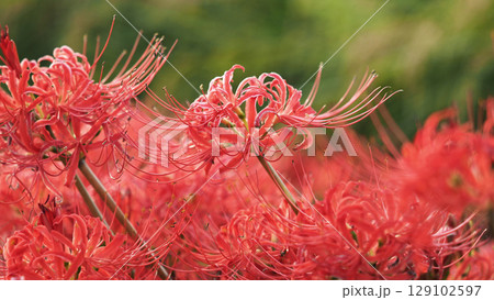 ヒガンバナ(彼岸花／Lycoris radiata) 129102597