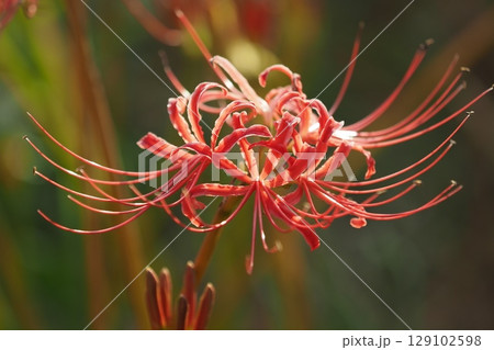 ヒガンバナ(彼岸花／Lycoris radiata) 129102598
