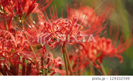 ヒガンバナ(彼岸花／Lycoris radiata) 129102599