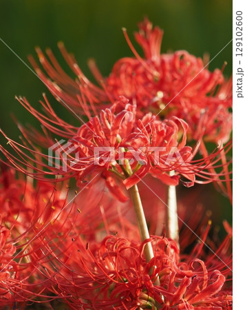 ヒガンバナ(彼岸花／Lycoris radiata) 129102600