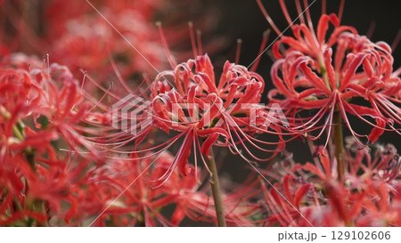 ヒガンバナ(彼岸花／Lycoris radiata) 129102606
