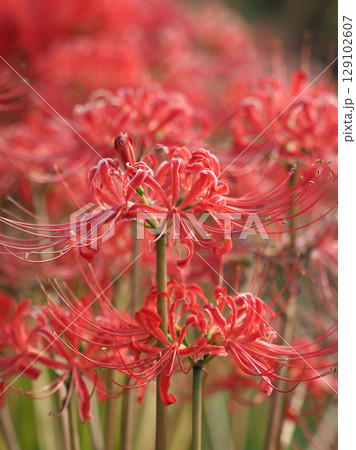 ヒガンバナ(彼岸花／Lycoris radiata) 129102607