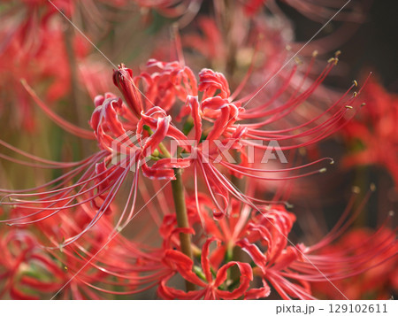 ヒガンバナ(彼岸花／Lycoris radiata) 129102611