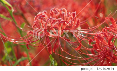 ヒガンバナ(彼岸花/Lycoris radiata) ヒガンバナ(彼岸花/Lycoris radiata) 129102614