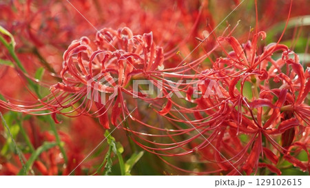 ヒガンバナ(彼岸花/Lycoris radiata) ヒガンバナ(彼岸花/Lycoris radiata) 129102615
