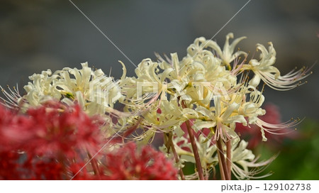 ヒガンバナ(Lycoris radiata) ヒガンバナ(Lycoris radiata) 129102738