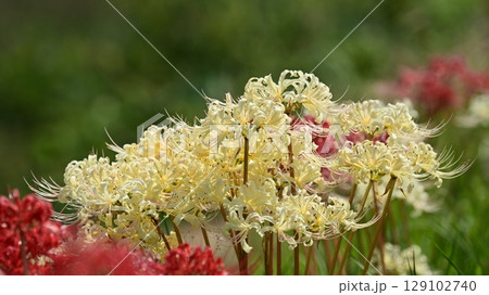 ヒガンバナ(Lycoris radiata) 129102740