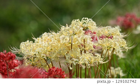 ヒガンバナ(Lycoris radiata) ヒガンバナ(Lycoris radiata) 129102742