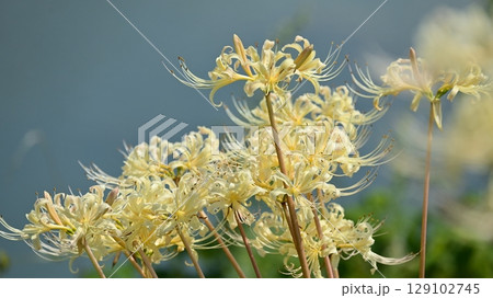 ヒガンバナ(Lycoris radiata) 129102745