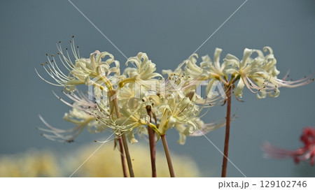 ヒガンバナ(Lycoris radiata) ヒガンバナ(Lycoris radiata) 129102746