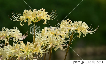 ヒガンバナ(Lycoris radiata) ヒガンバナ(Lycoris radiata) 129102751