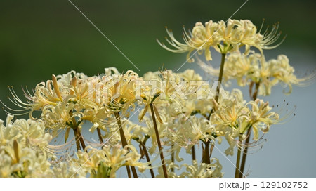 ヒガンバナ(Lycoris radiata) ヒガンバナ(Lycoris radiata) 129102752