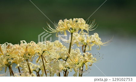 ヒガンバナ(Lycoris radiata) 129102753