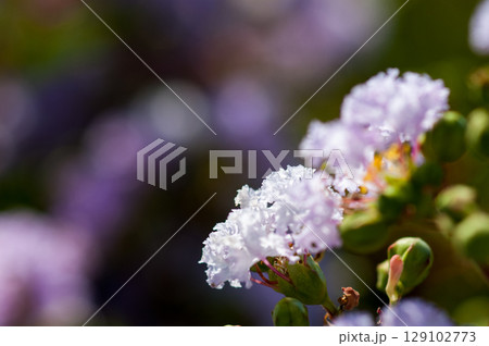 百日紅の花 百日紅の花 129102773