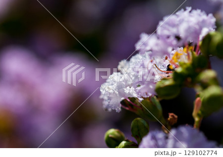 百日紅の花 百日紅の花 129102774