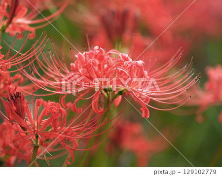 ヒガンバナ(Lycoris radiata) 129102779