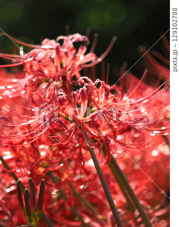 ヒガンバナ(Lycoris radiata) ヒガンバナ(Lycoris radiata) 129102788