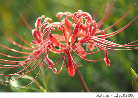ヒガンバナ(Lycoris radiata) ヒガンバナ(Lycoris radiata) 129102800