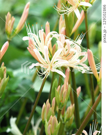 ヒガンバナ(Lycoris radiata) 129102866