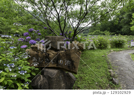 みのかも健康の森のあじさいの池 129102929