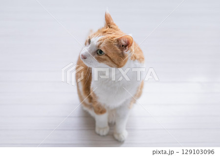 横を見上げる猫 129103096