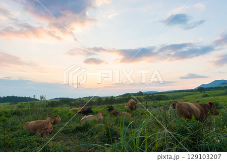 夕暮れの高原と牛（大分県竹田市久住高原） 129103207
