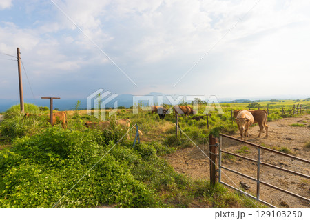 夕暮れの高原と牛（大分県竹田市久住高原） 129103250