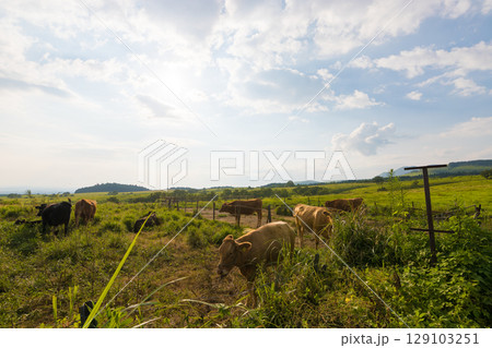 夕暮れの高原と牛(大分県竹田市久住高原) 夕暮れの高原と牛(大分県竹田市久住高原) 129103251