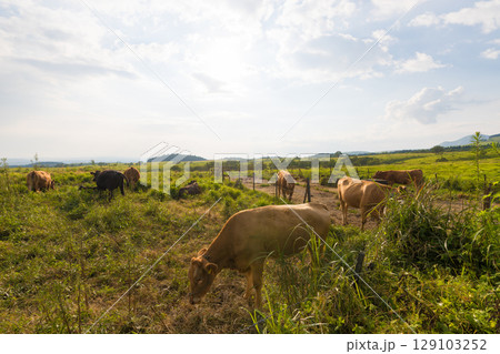 夕暮れの高原と牛（大分県竹田市久住高原） 129103252