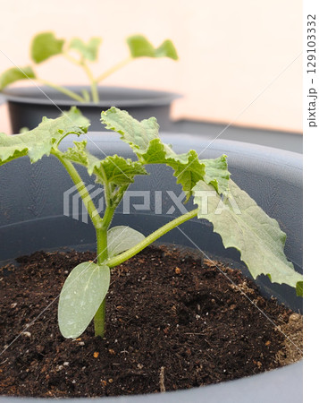 家庭菜園で育てるきゅうりの苗 家庭菜園で育てるきゅうりの苗 129103332