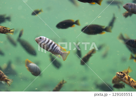 Striped tropical fish swimming gracefully in Striped tropical fish swimming gracefully in 129103551