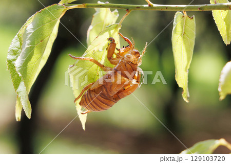 脱皮したセミの抜け殻 129103720