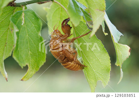 脱皮したセミの抜け殻 129103851
