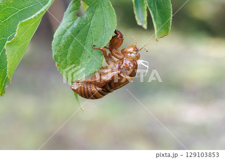 脱皮したセミの抜け殻 129103853